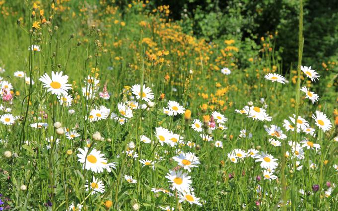 Ausgleichsflächen­planung und Ökokonten